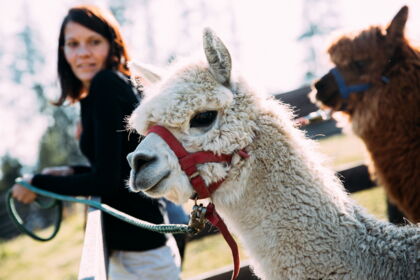 Woman with alpacas in the sunshine, relaxed moment outdoors.