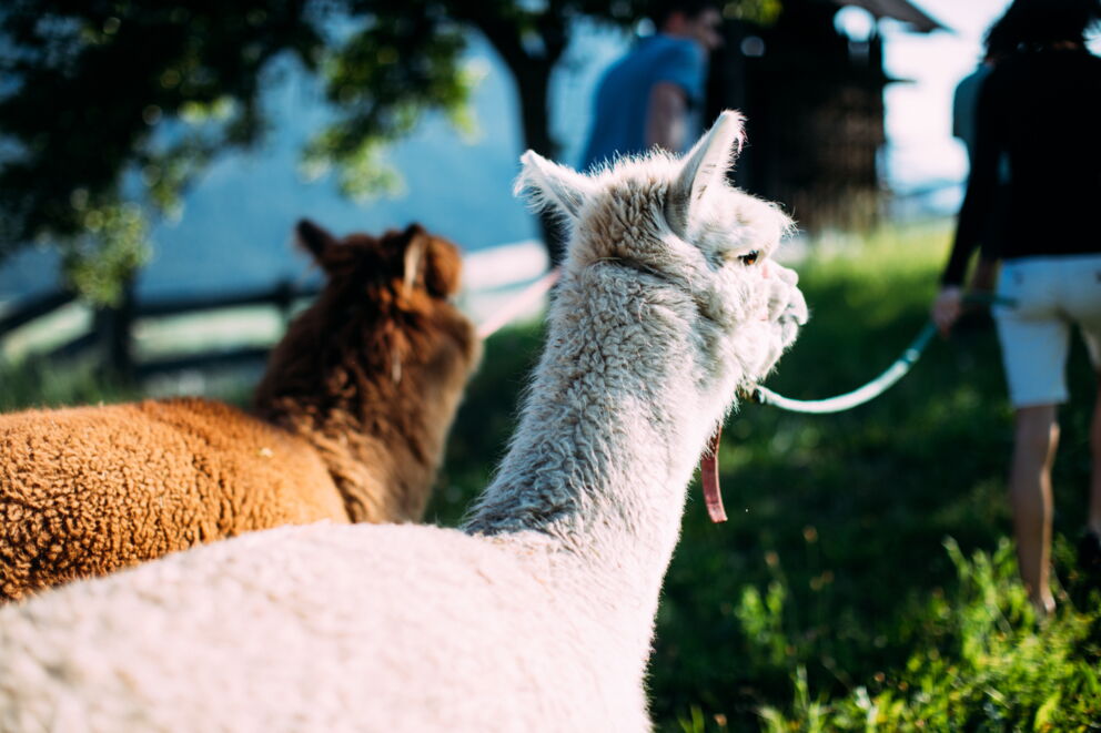 Two alpacas on a sunny meadow, accompanied by walkers.
