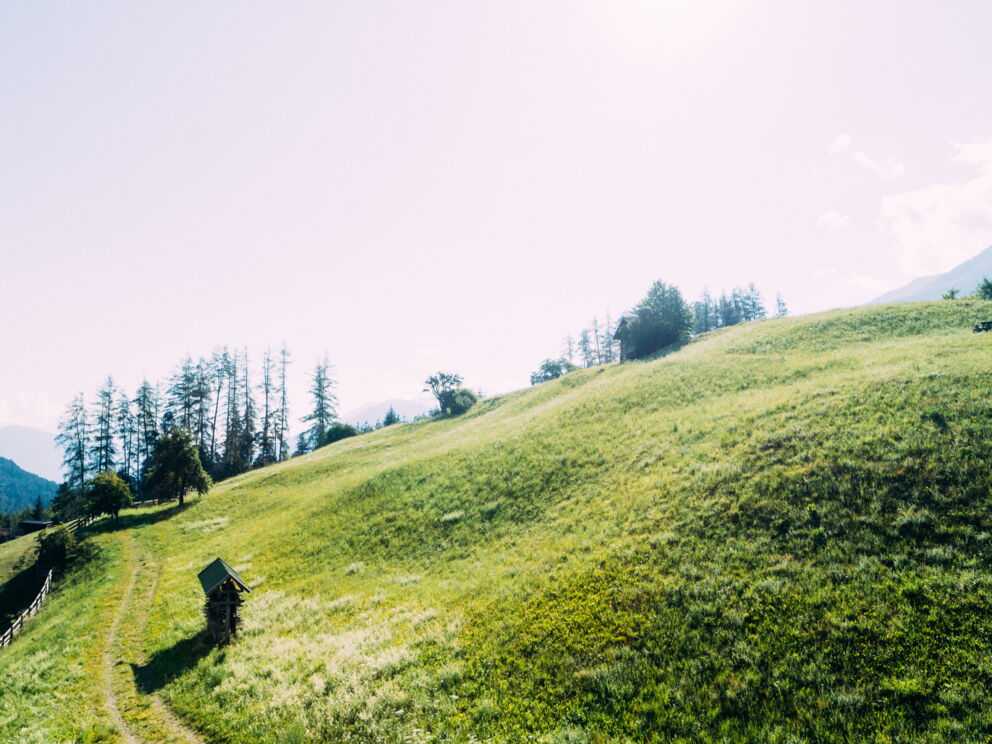 Green hills with trees and a clear sky in the background in Tyrol.